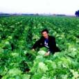 中白19號 中白19號