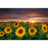 PackSunflower Live Wallpaper