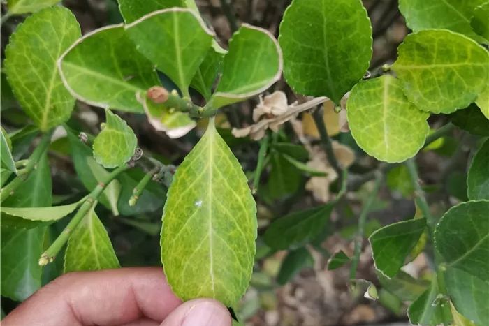 黃楊目 黃楊目