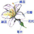 花托 花托