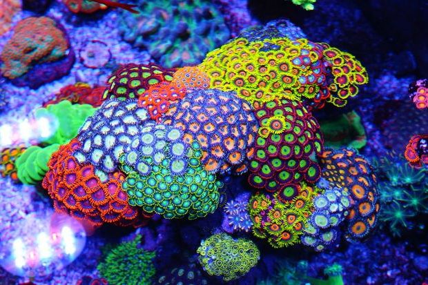 紐扣珊瑚 紐扣珊瑚