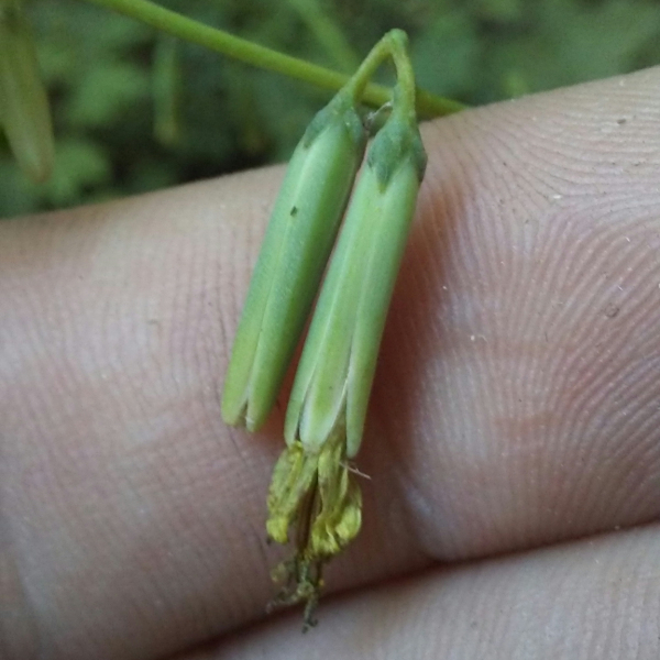 Nabalus altissimus