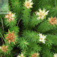 金釧草