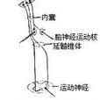 錐體束病損 錐體束病損
