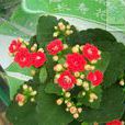 矮生伽藍菜(萬壽花)
