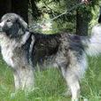 羅馬尼亞喀爾巴阡山脈牧羊犬