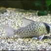 南美鼠魚 南美鼠魚