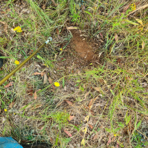 Rutidosis leptorrhynchoides Rutidosis leptorrhynchoides