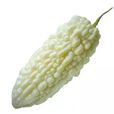白玉苦瓜(一種瓜類蔬菜)
