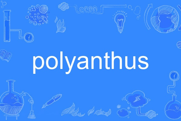 polyanthus polyanthus