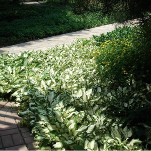 玉簪(Hosta plantaginea)
