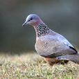 斑鳩(鴿形目斑鳩屬鳥類的統稱) 斑鳩(鴿形目斑鳩屬鳥類的統稱)