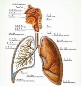 慢性哮喘科普圖