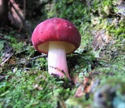 赭蓋菇 赭蓋菇