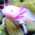 六角龍魚 六角龍魚