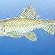 八根鬍子魚(平鰭鰍鮀) 八根鬍子魚(平鰭鰍鮀)