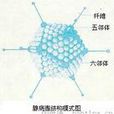腺病毒胃腸炎 腺病毒胃腸炎
