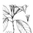 尖藥花(植物名稱) 尖藥花(植物名稱)