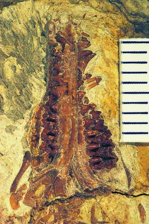 中華侏羅獸化石