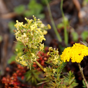 Galium capense