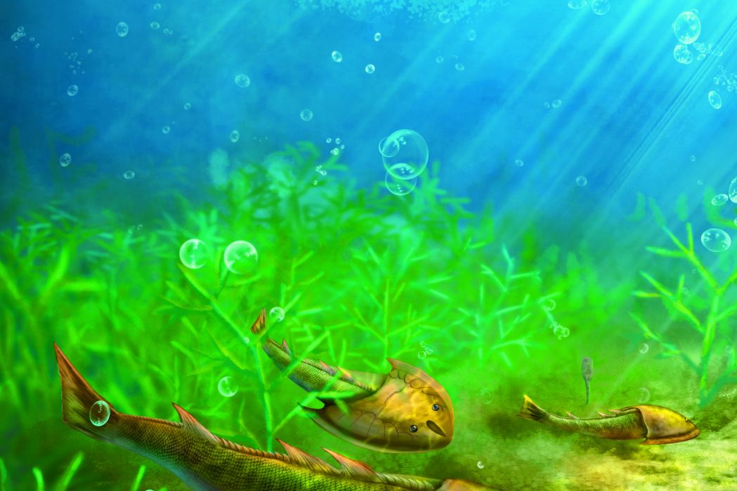 安吉魚屬 安吉魚屬