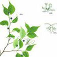 棒棒木(棒棒木) 棒棒木(棒棒木)