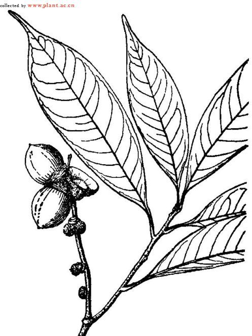 三柄果柯 三柄果柯