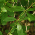 帚菊屬 帚菊屬