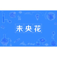 未央花 未央花