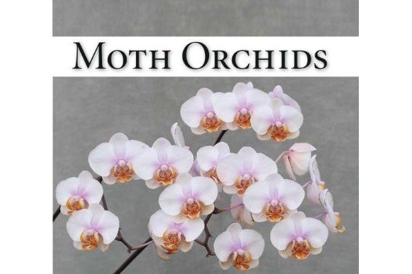 Moth Orchids Moth Orchids