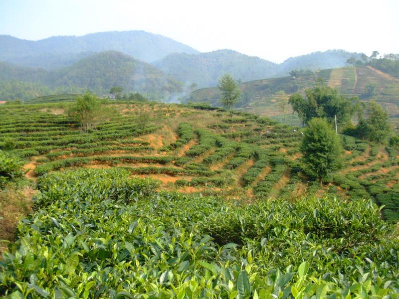 發展茶葉種植