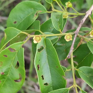 Campomanesia eugenioides