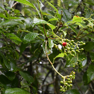 Coussarea chiapensis