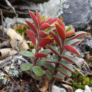 Peperomia apodophylla
