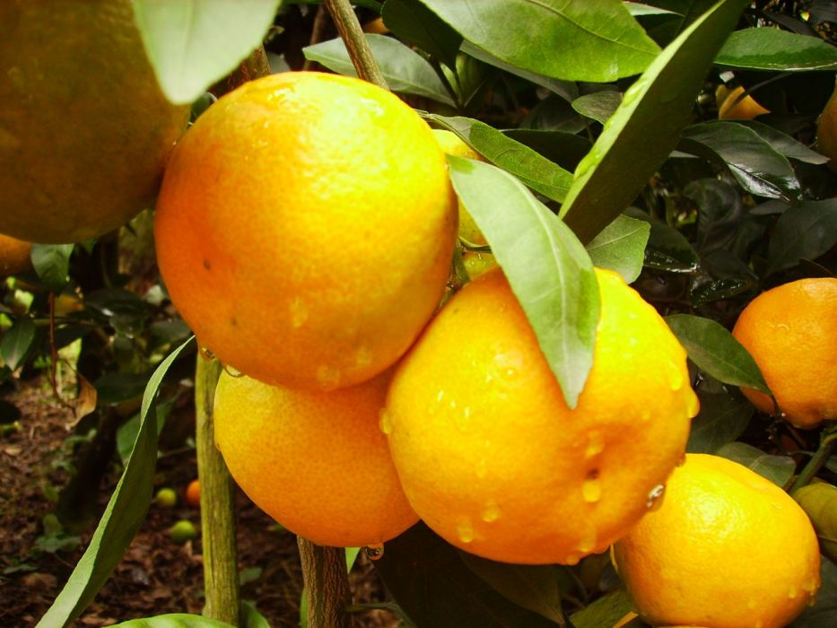金葵蜜桔 金葵蜜桔