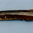 網紋刺鰍