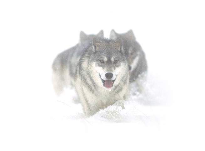 雪狼偏光太陽鏡