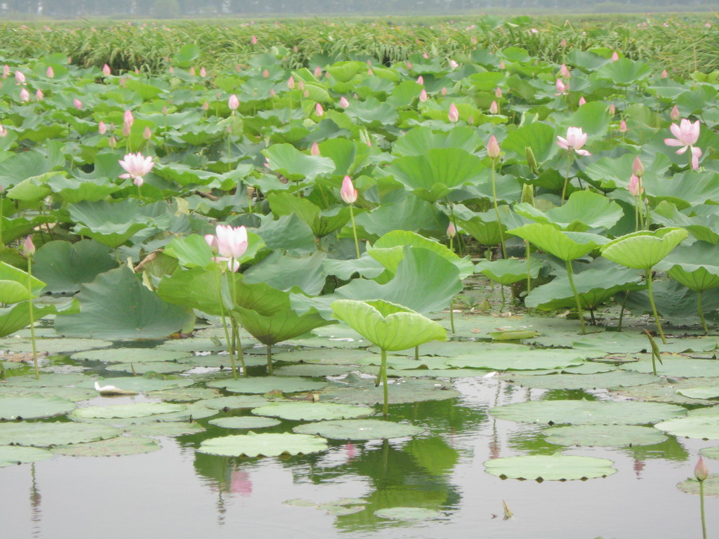 洪湖濕地自然保護區