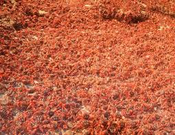 聖誕島紅蟹