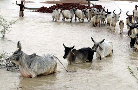 洪水中的古吉拉特族