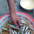 寬鰭鱲魚