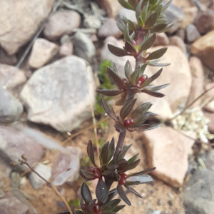 Anthospermum spathulatum