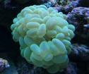 氣泡珊瑚