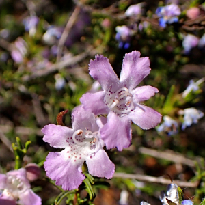 Hemigenia brachyphylla