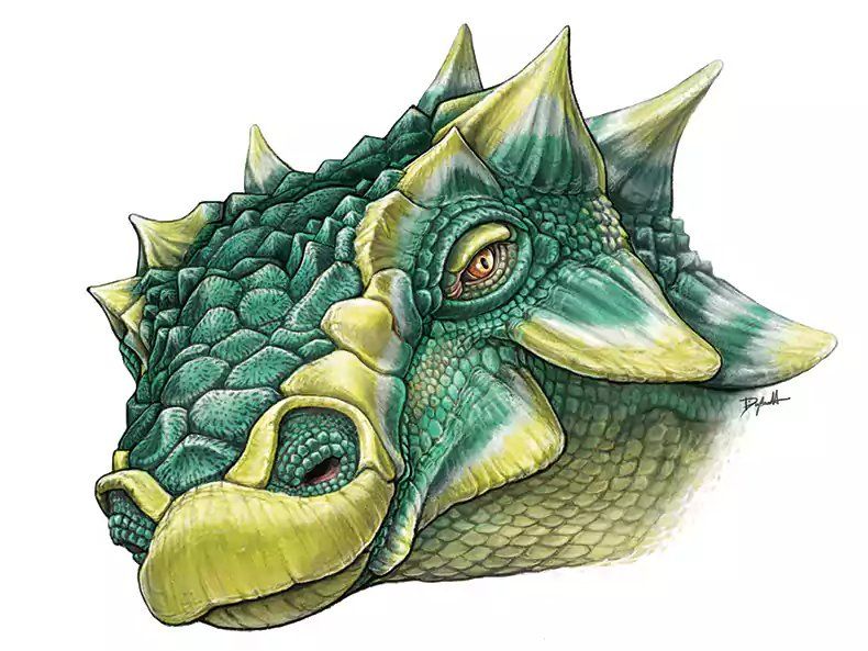 zuul(甲龍科) zuul(甲龍科)