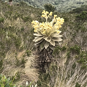 Espeletia barclayana