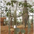 白雲閣(仙人掌科新綠柱屬植物) 白雲閣(仙人掌科新綠柱屬植物)