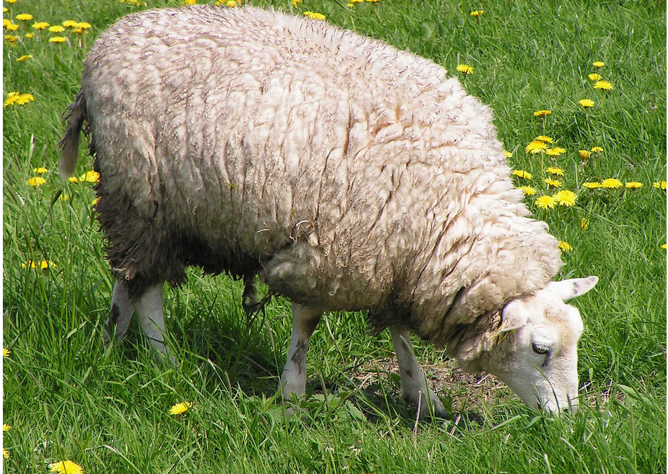 綿羊口液對羊草生長的作用機制研究