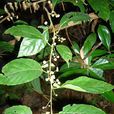 米珍果 米珍果