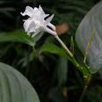竹葉蕉屬 竹葉蕉屬